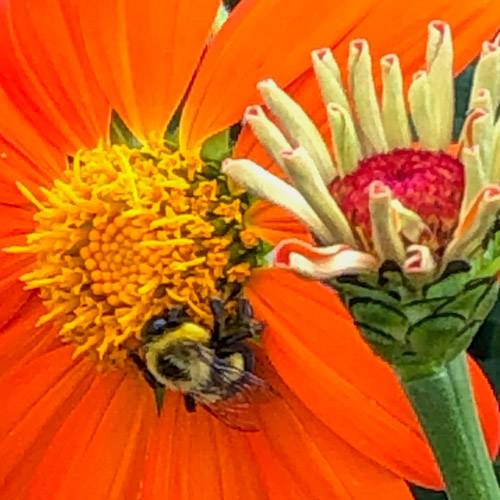 Bee pollinating orange lower